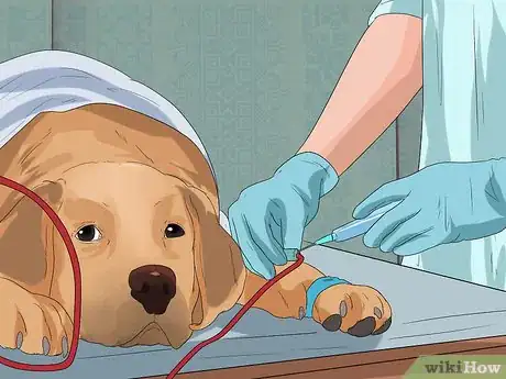 Image titled Treat Gastric Torsion and Bloat in Labrador Retrievers Step 2