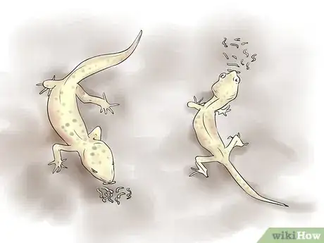 Image titled Breed Leopard Geckos Step 13