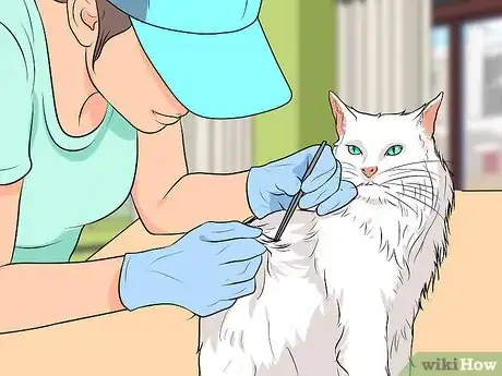 Image titled Raise Angora Cats Step 5