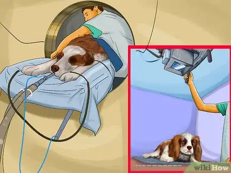 Image titled Watch a Dog for Stiff or Limp Movements Step 12