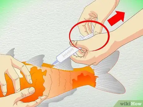 Image titled Draw Blood from an Adult Fish Step 12