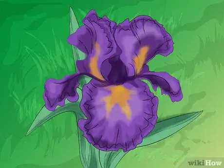 Image titled Divide Bearded Irises Step 2