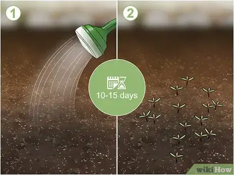 Image titled Grow Moss Rose Step 5