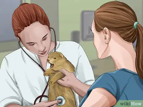 Image titled Care for a Ferret Step 8