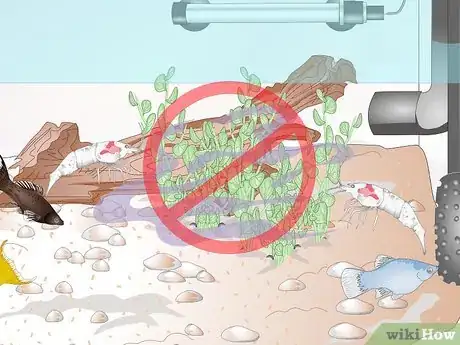 Image titled Keep Crystal Red Shrimp Step 12