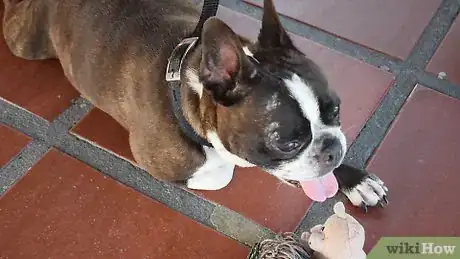 Image titled Treat a New Dog Step 9
