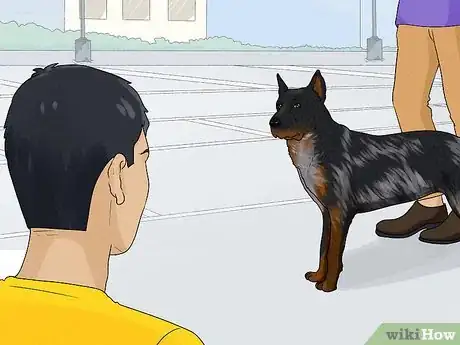 Image titled Identify a Beauceron Step 16