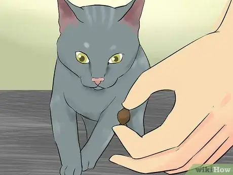 Image titled Earn a Kitten's Trust Step 5
