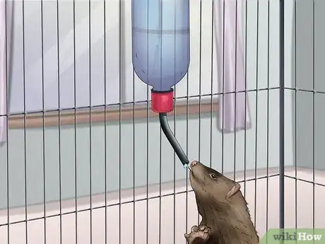 Image titled Care for a Ferret Step 7