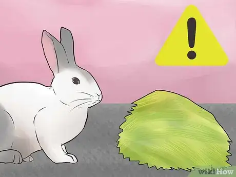 Image titled Prevent Poisoning in Pet Rabbits Step 8