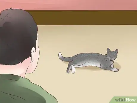 Image titled Treat Epilepsy in Cats Step 10
