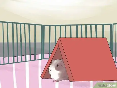 Image titled Introduce Your Guinea Pig to Floor Time Step 9