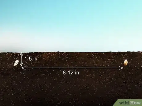 Image titled Plant Safflower Seeds Step 4