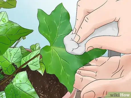 Image titled Grow English Ivy Indoors Step 9