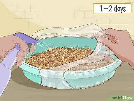 Image titled Grow Wheatgrass Without Soil Step 12