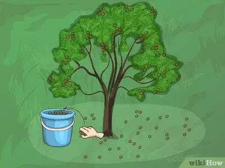 Image titled Harvest Pecans Step 8Bullet1