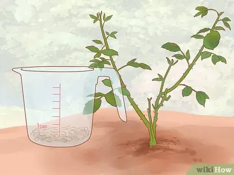 Image titled Grow Roses Organically Step 7