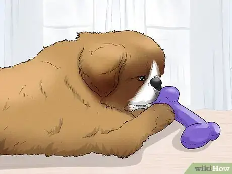 Image titled Identify a Pekingese Step 11
