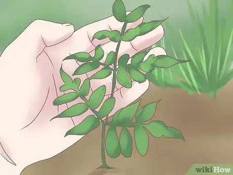 Image titled Grow Ferns Step 10