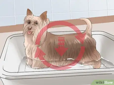 Image titled Groom a Silky Terrier Step 7