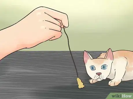 Image titled Earn a Kitten's Trust Step 8