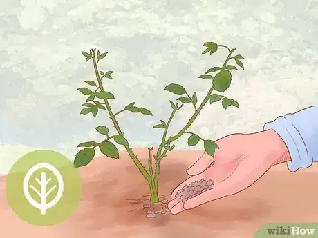 Image titled Grow Roses Organically Step 6