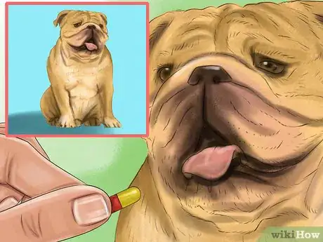 Image titled Spot Signs of Pancreatitis in Dogs Step 5