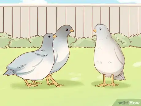 Image titled Breed Silver Quail Step 3