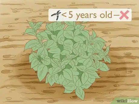 Image titled Prune Lacecap Hydrangeas Step 1