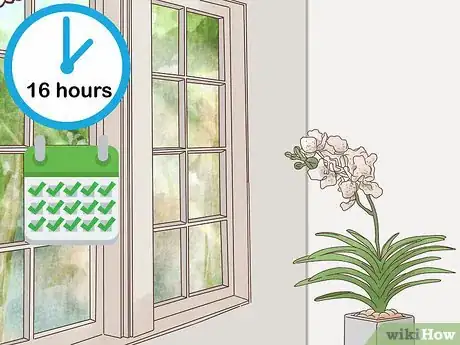 Image titled Grow Vanda Orchids Step 7