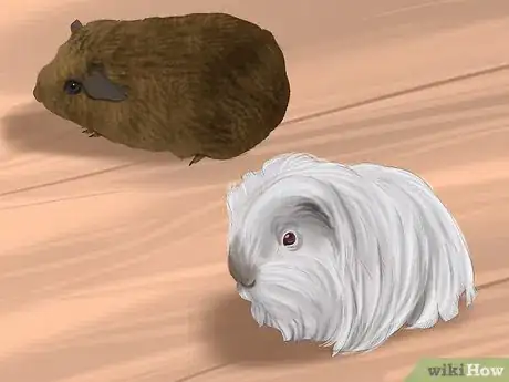 Image titled Choose a Pet Guinea Pig Step 6