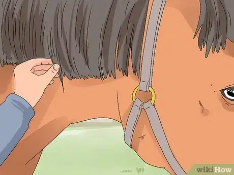 Image titled Pull a Horse's Mane Step 13