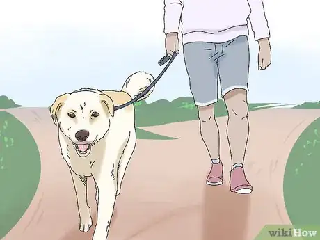 Image titled Walk a Dog on a Leash Step 14