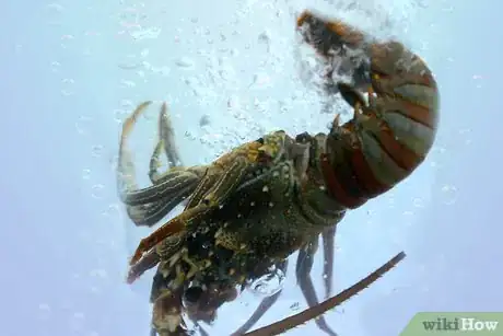 Image titled Cook a Lobster Step 3