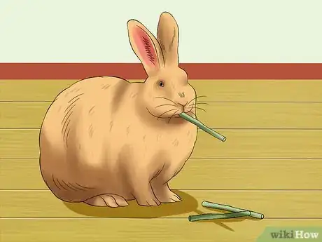 Image titled Care for Satin Angora Rabbits Step 13