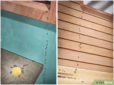 Image titled Get Rid of Carpenter Ants Step 5