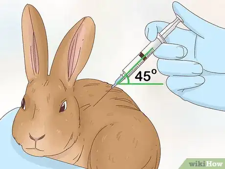 Image titled Treat Diarrhea in Rabbits Step 5