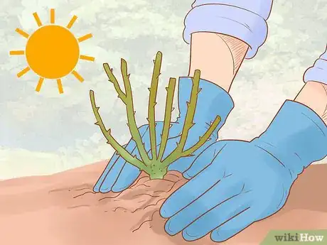Image titled Grow Roses Organically Step 1