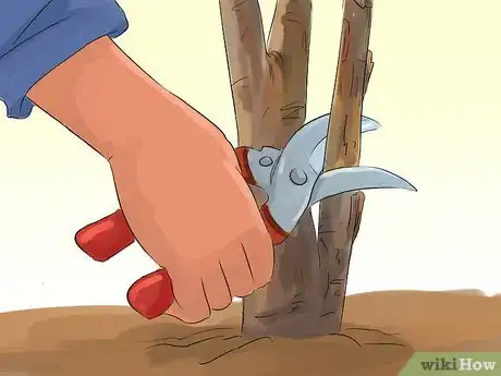 Image titled Prune a Snowball Bush Step 2
