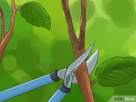 Image titled Prune a Snowball Bush Step 5