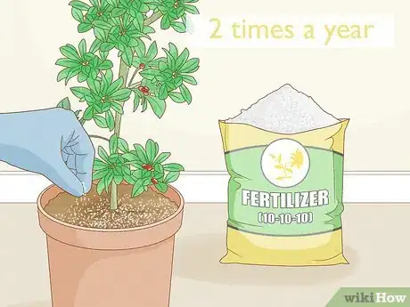 Image titled Grow Miracle Berries Step 14