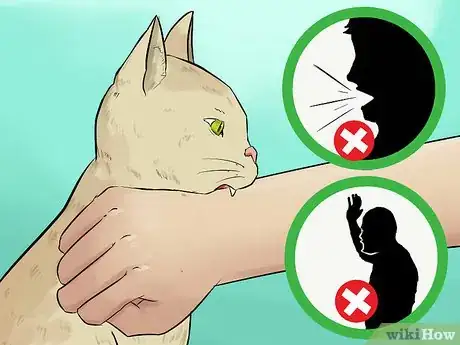Image titled Stop a Fearful Cat from Biting Step 4