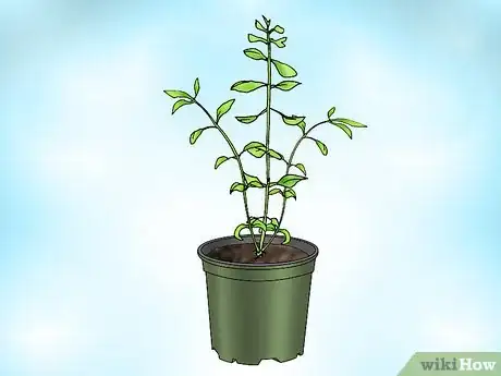 Image titled Grow Bacopa Plants Step 4