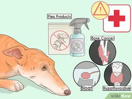 Image titled Adopt a Greyhound Step 3