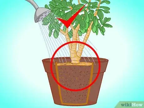 Image titled Transplant a Jade Plant Step 13