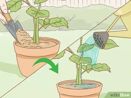 Image titled Grow Long Stem Roses at Home Step 14