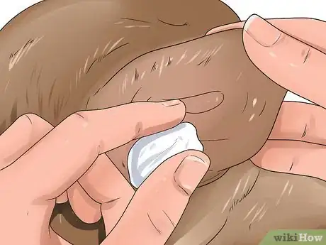 Image titled Check a Dog for a Fever Step 8