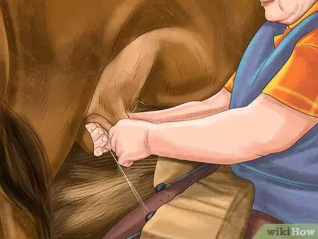 Image titled Identify Red Poll Cattle Step 5