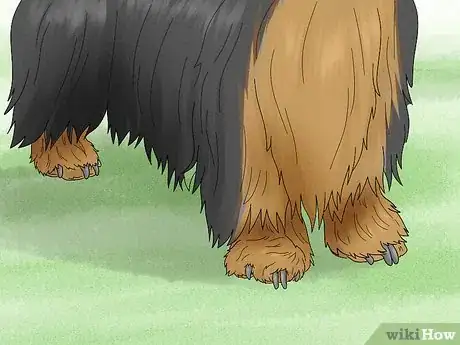 Image titled Identify a Silky Terrier Step 6