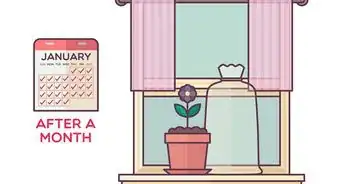 Repot African Violets